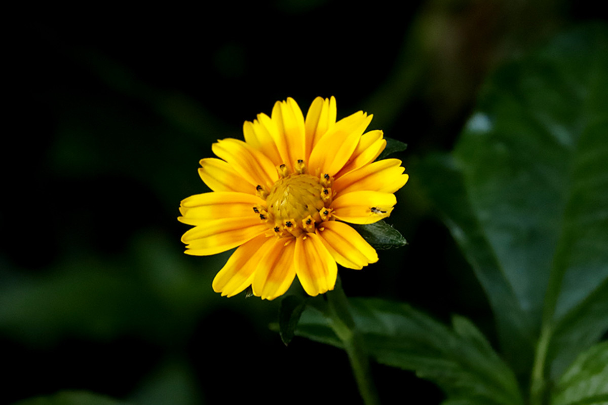 Nguồn gốc của hoa cúc vàng 