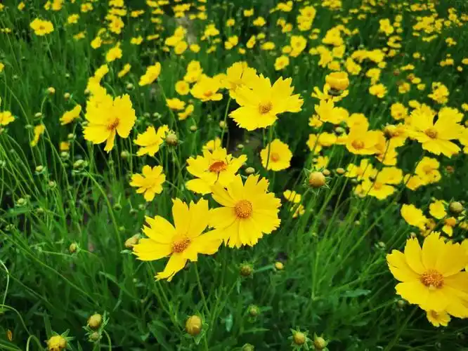 Lưu ý khi trồng để hoa cúc vàng nở kịp tết