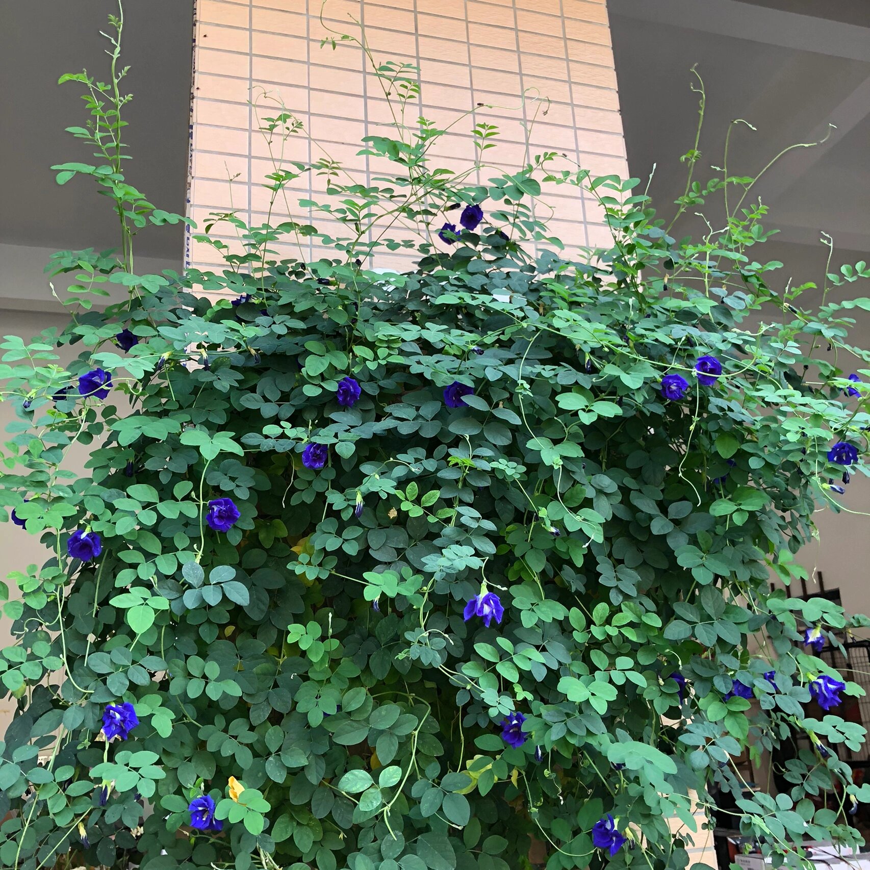 Vùng trồng hoa đậu biếc lý tưởng