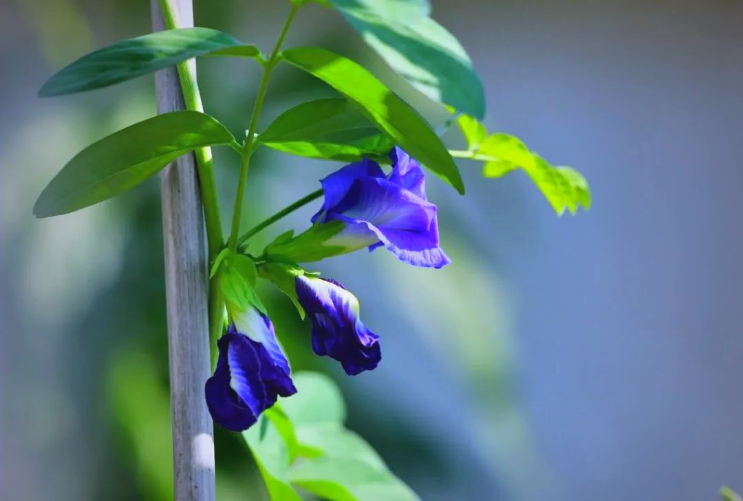 Cách pha trà từ hoa đậu biếc tươi và khô