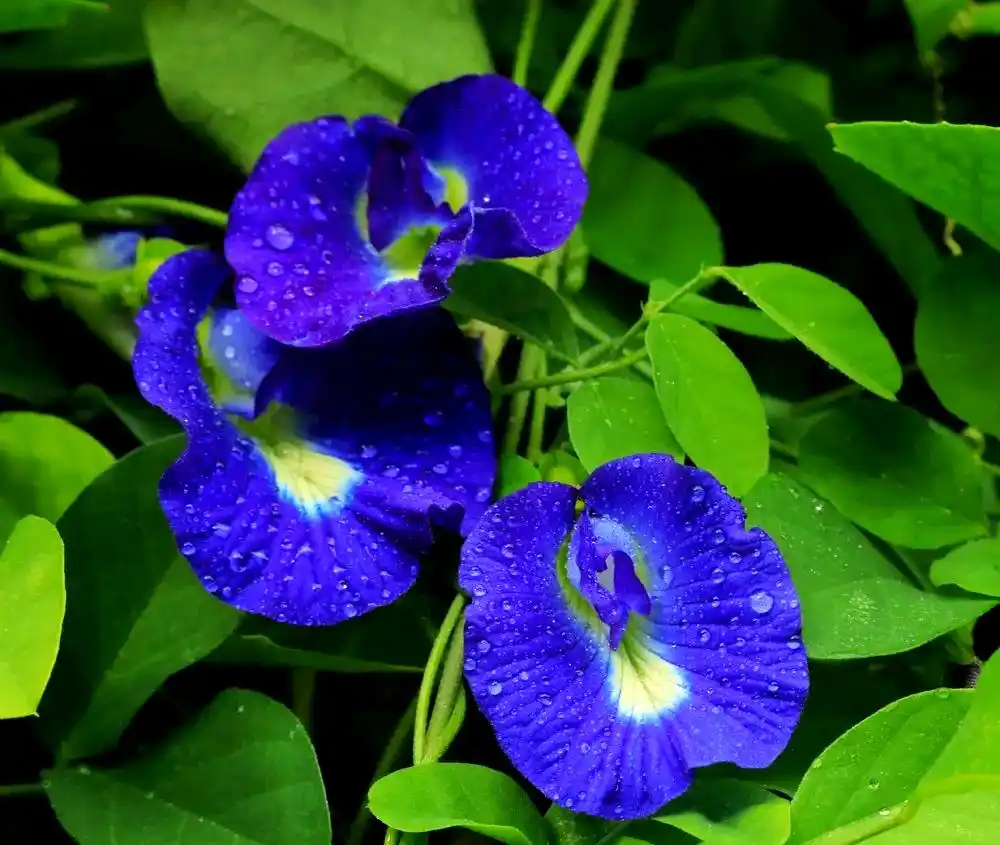 Cách trồng hoa đậu biếc đơn giản tại nhà