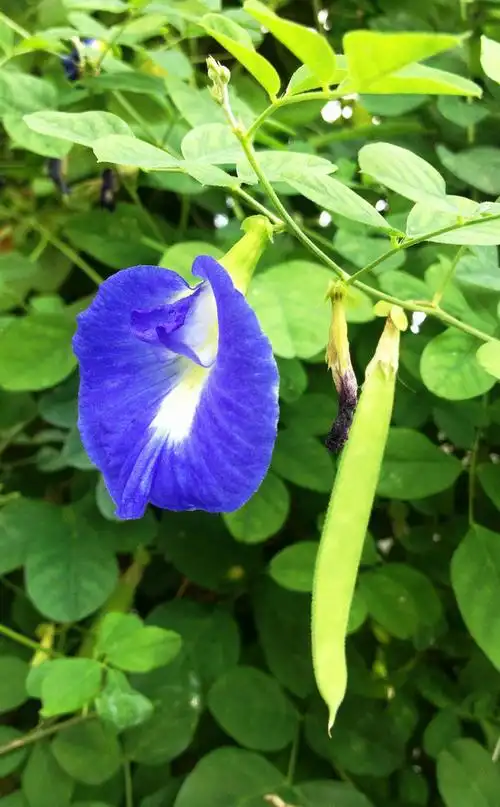 Vì sao nhiều người trồng hoa đậu biếc tại nhà?