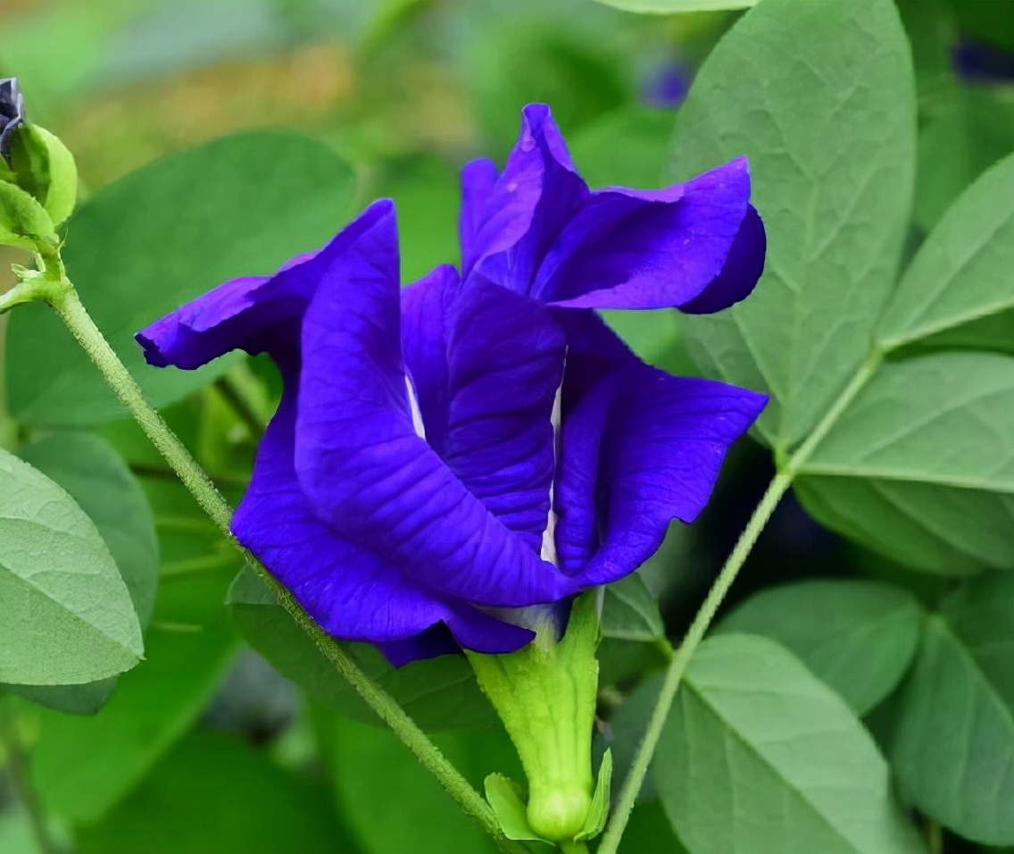 Hoa đậu biết được trồng nhiều ở vùng nào Việt Nam?