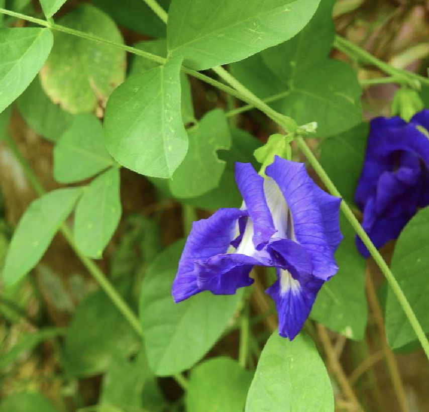 Hoa đậu biếc được trồng nhiều ở vùng nào trên thế giới?