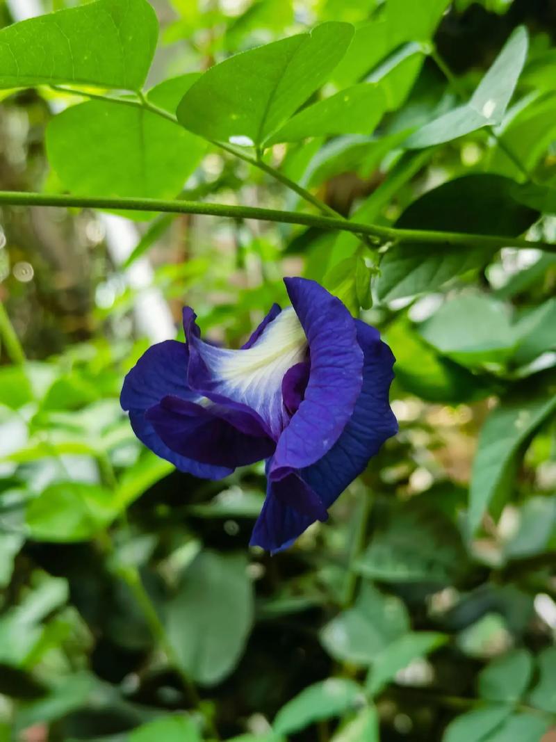 Nguồn gốc của hoa đậu biếc