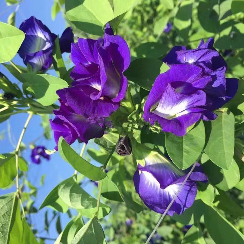 Hình ảnh của hoa đậu biếc trên giàn 