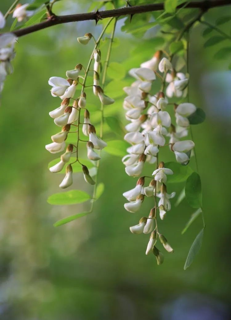 Trồng cây hoa hoè trước nhà để có phong thuỷ tốt