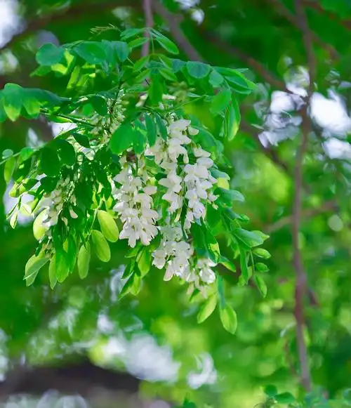 Trồng cây hoa hoè trước nhà