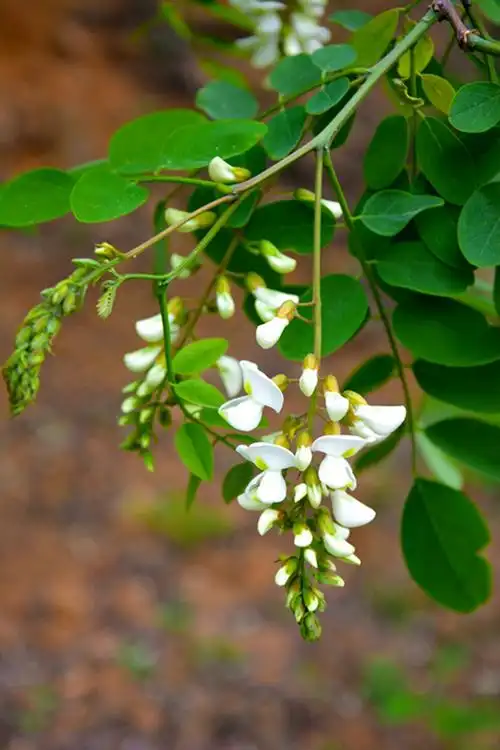 Nguồn gốc tự nhiên của cây hoa hoè