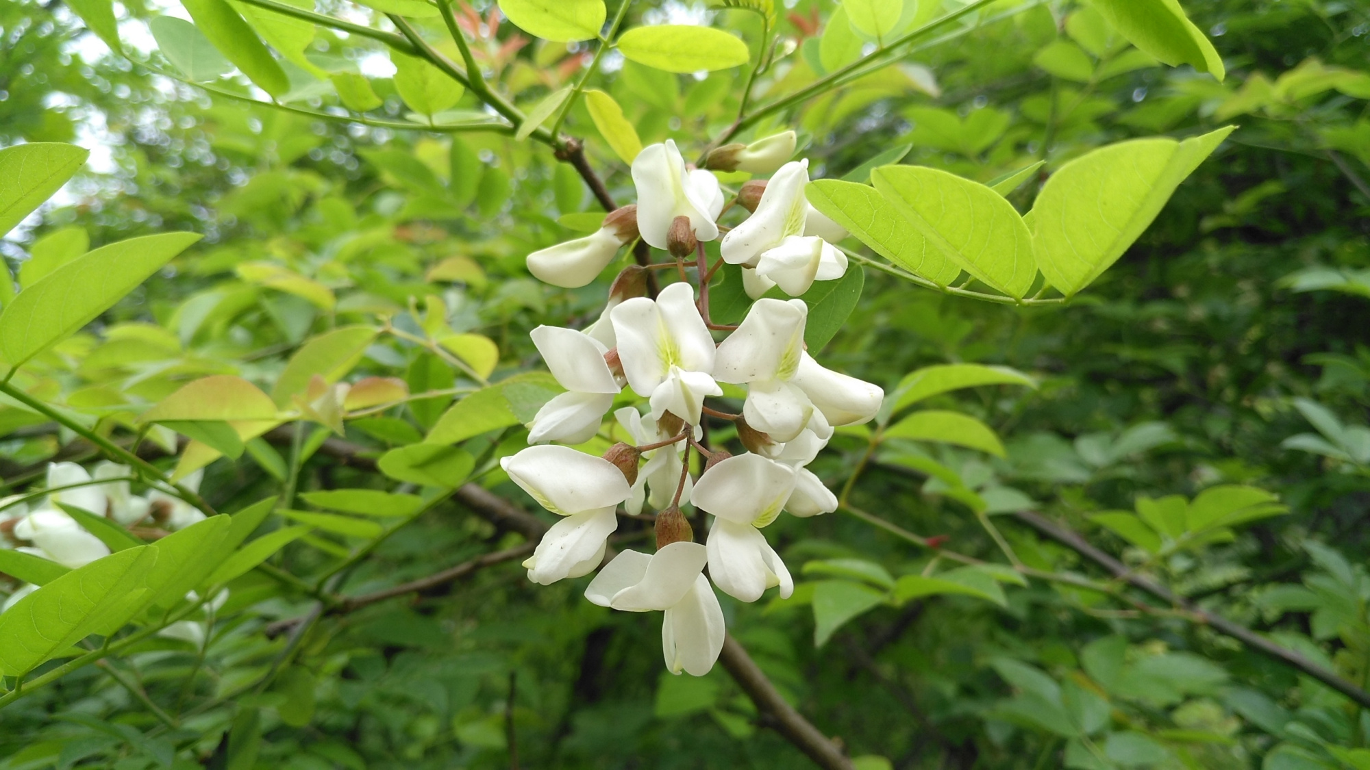 Hoa hoè nguyên liệu pha trà ngon 