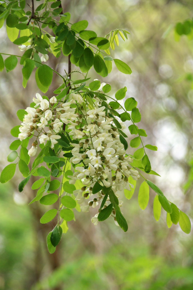 Lưu ý khi trồng cây hoa hoè trong phong thuỷ 
