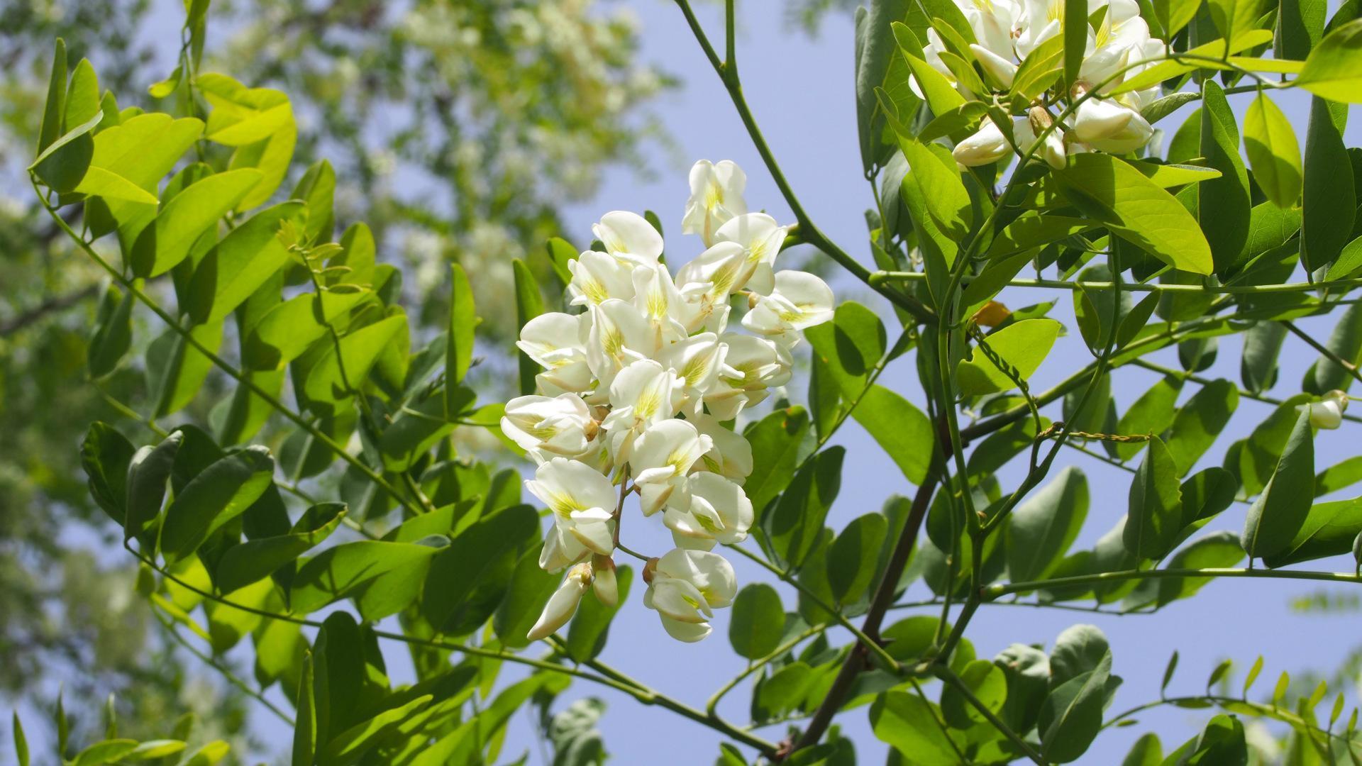 Những ai nên sử dụng trà hoa hoè