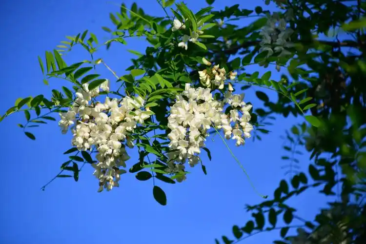 Vì sao nên trồng cây hoa hoè trước cửa nhà