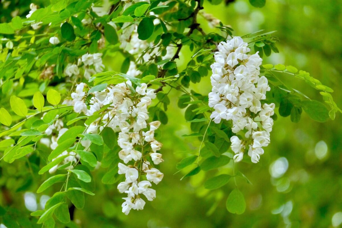 Ý nghĩa phong thuỷ của cây hoa hoè