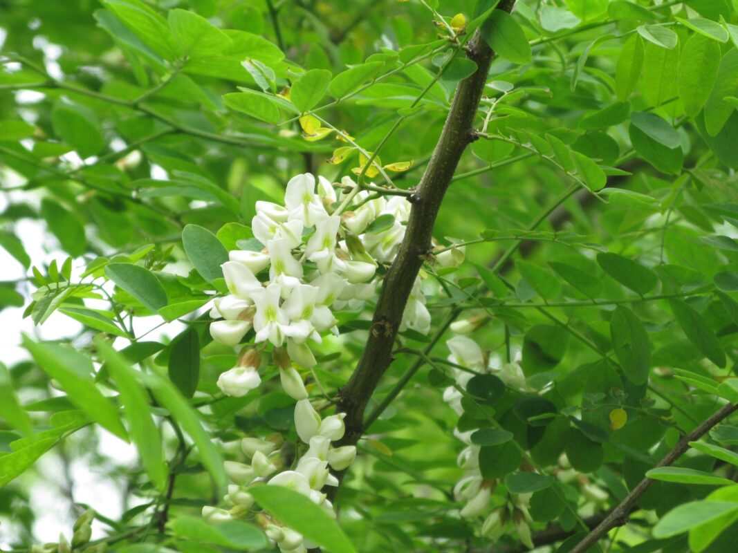 Lưu ý khi dùng trà hoa hoè cho người cao huyết áp