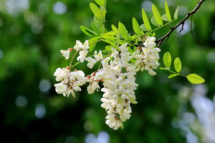 Hoa hoè là biểu tượng của Phúc Lộc Thọ