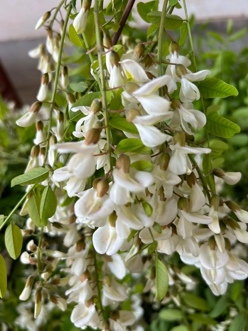 Trà hoa hoè giúp làm đẹp da