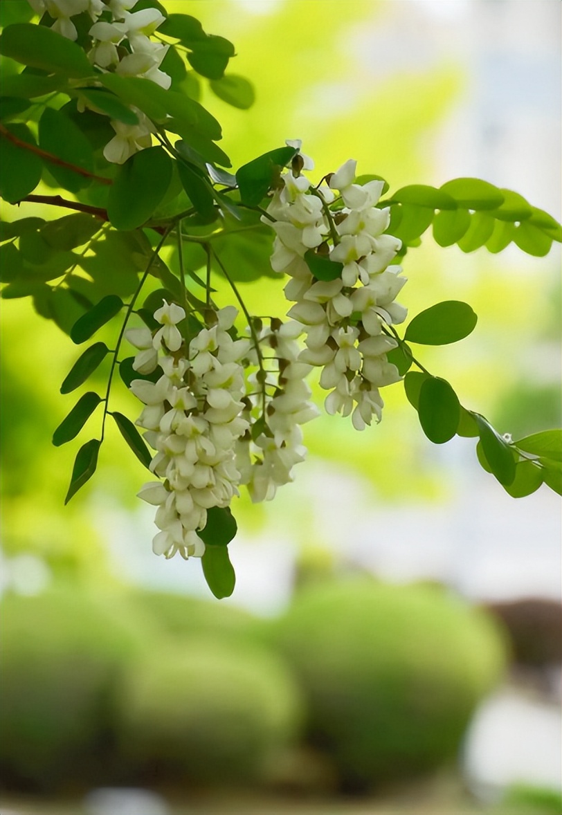 Trà hoa hoè có tác dụng gì 