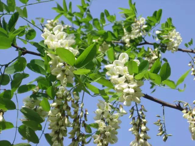 7 lợi ích của hoa hoè có thể bạn chưa biết