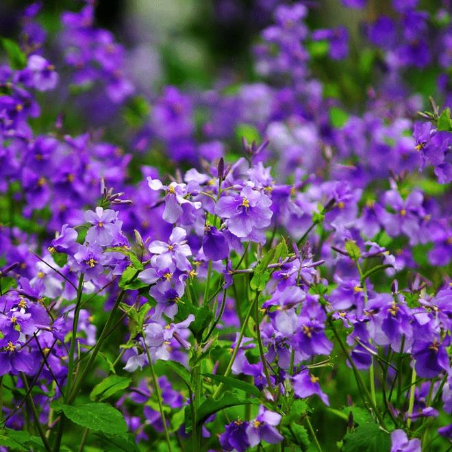 Hoa lưu ly tím có ý nghĩa gì