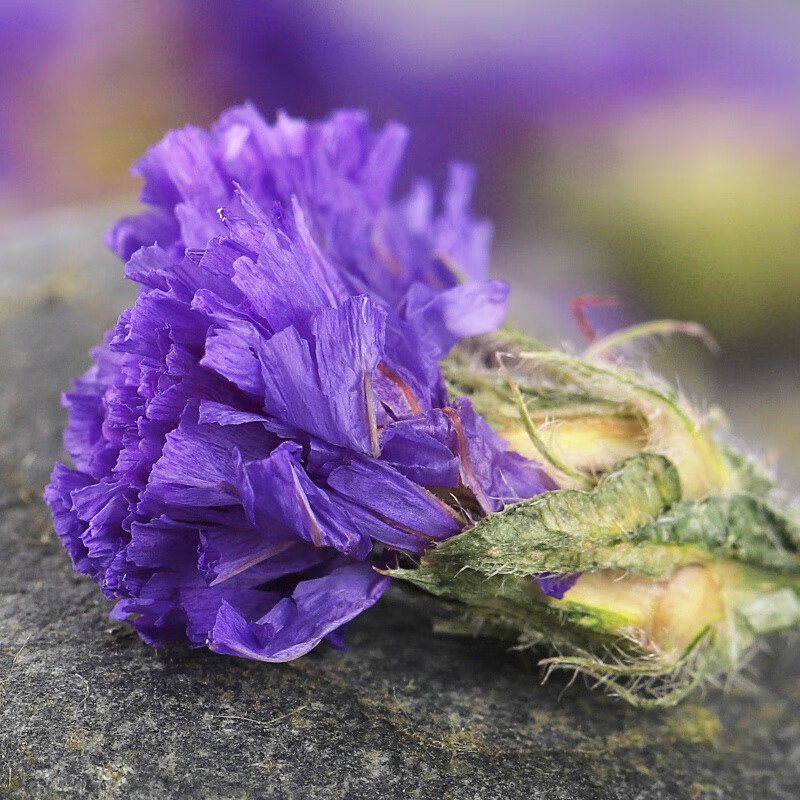 Ý nghĩa của hoa lưu ly tím trong đời sống