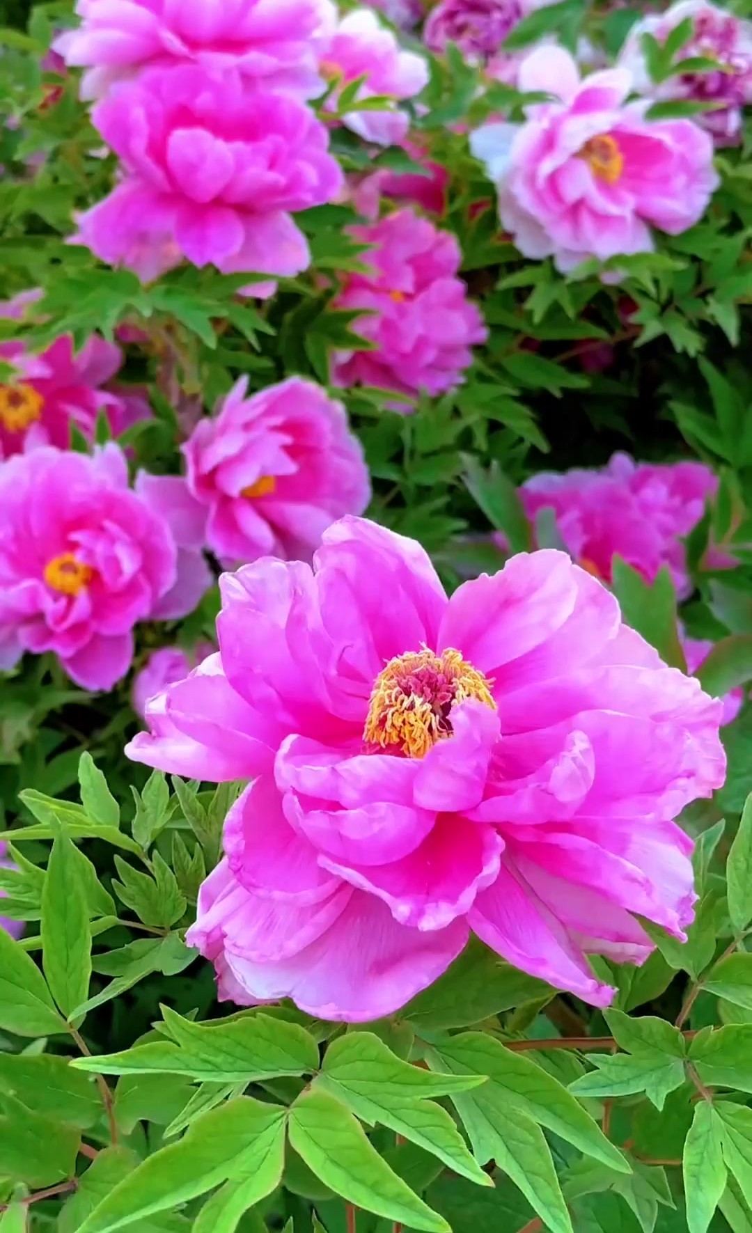 Trung Quốc là vùng trồng mẫu đơn lớn nhất thế giới 