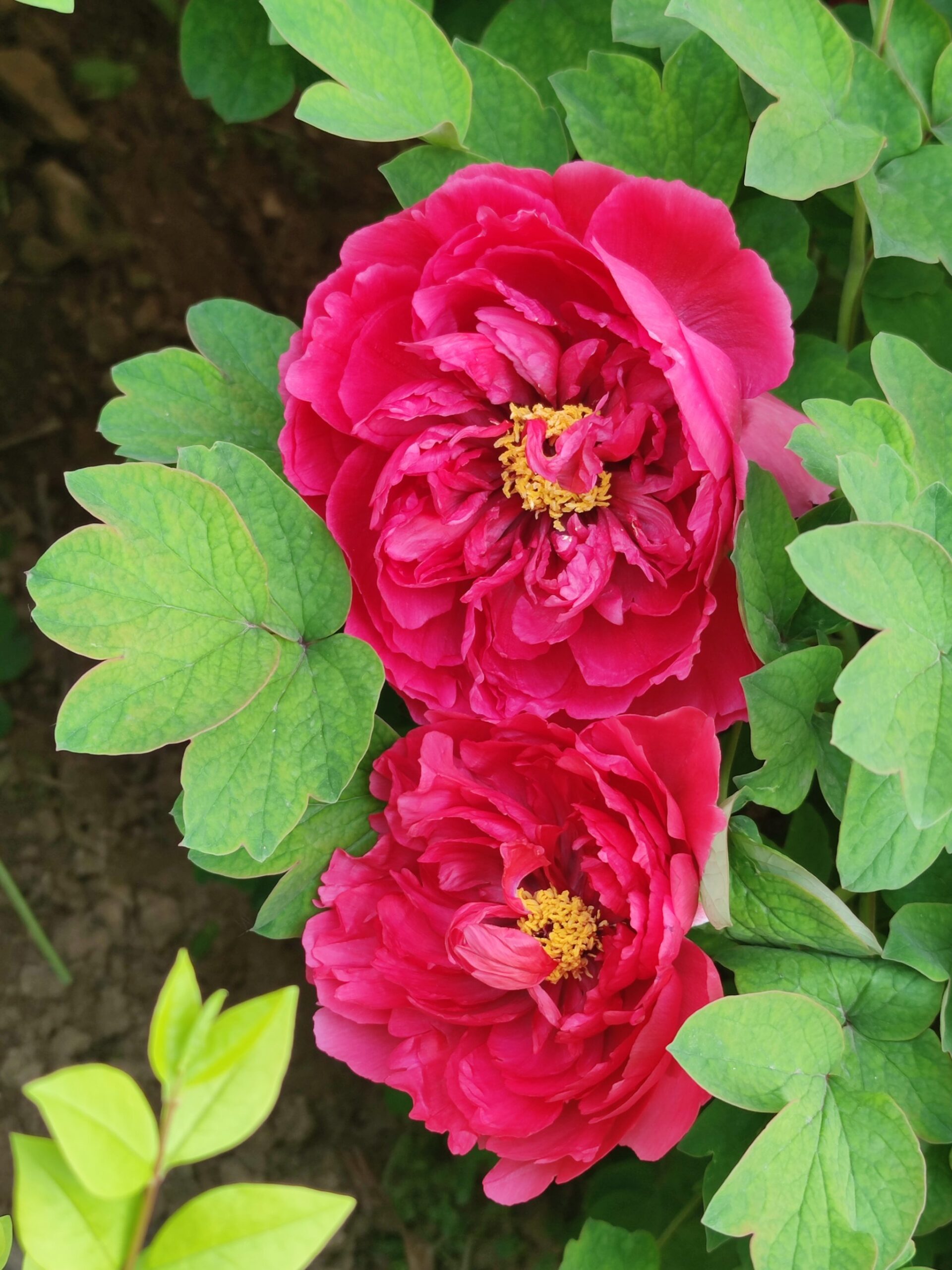 Hoa mẫu đơn đỏ Trung Quốc