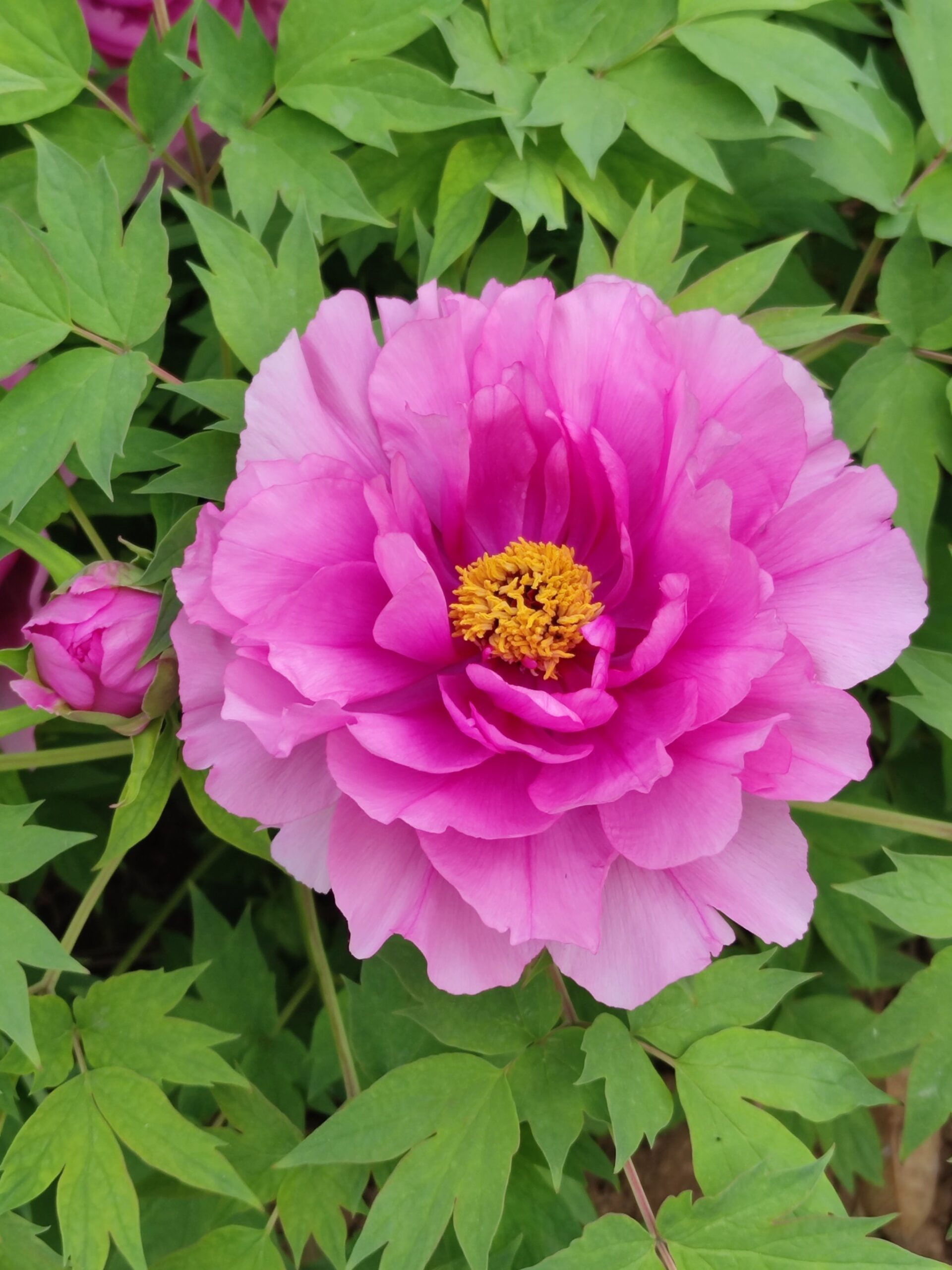 Hoa mẫu đơn là hoa gì