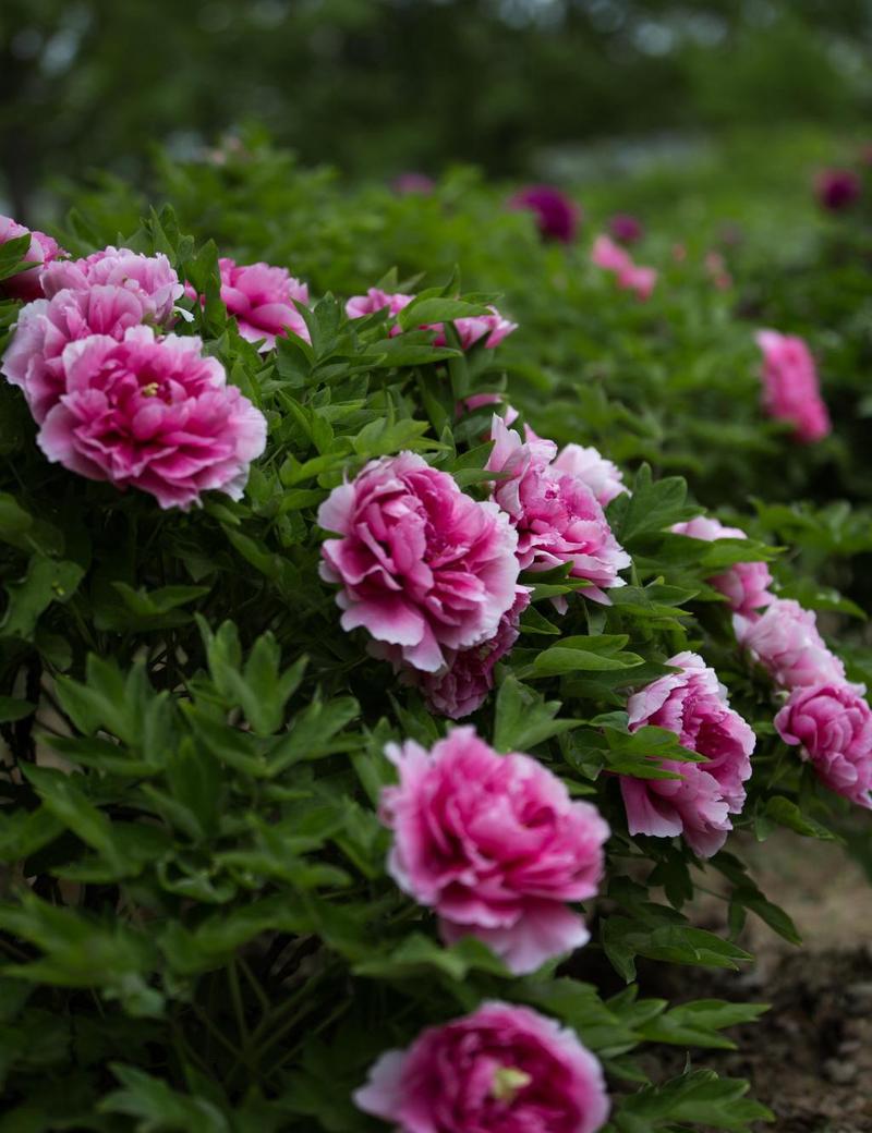 Những ai nên chọn hoa mẫu đơn để làm đẹp 