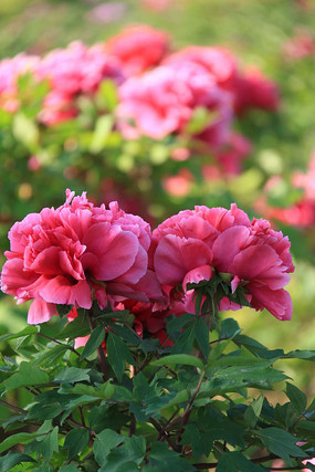 Công dụng của hoa mẫu đơn trong làm đẹp