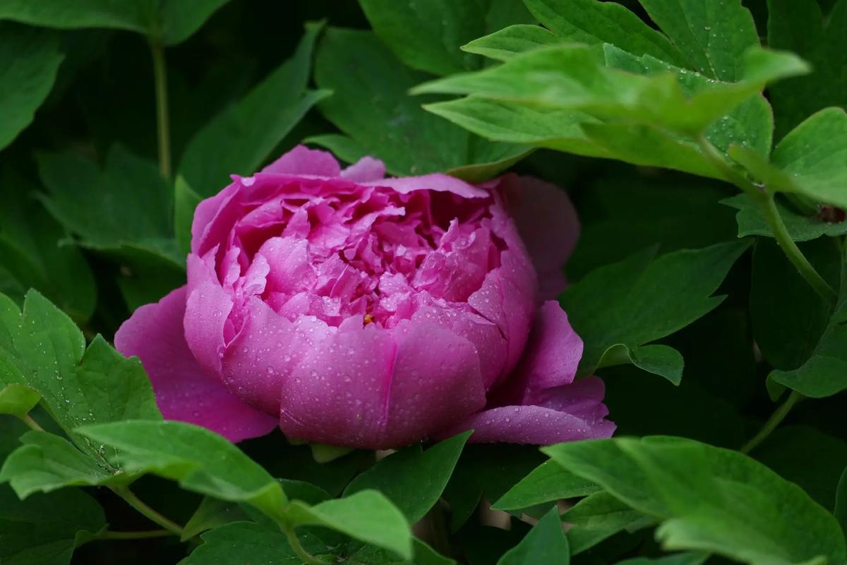 Tại sao Trung Quốc là vùng trồng mẫu đơn lớn nhất