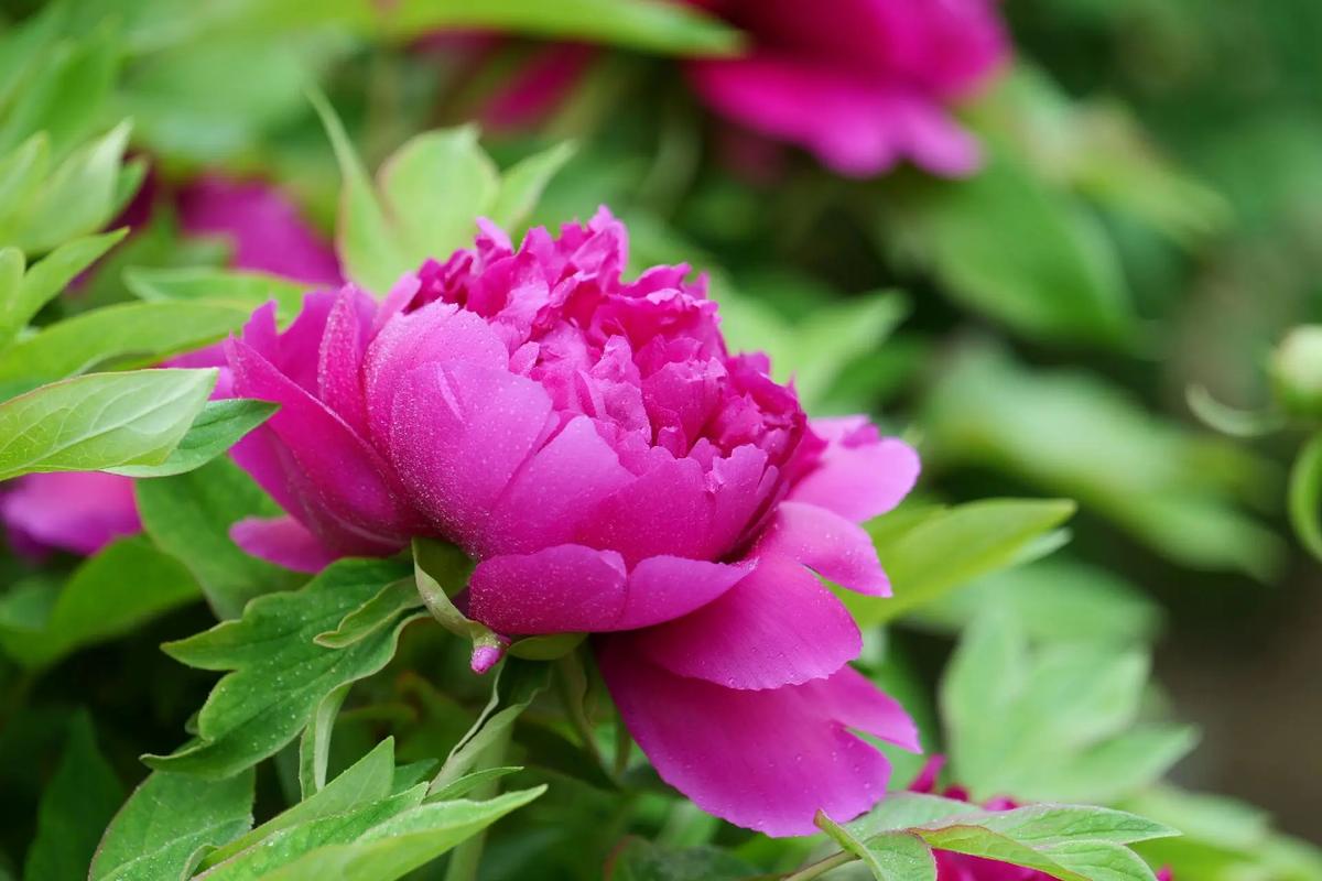 Truyền thuyết của hoa mẫu đơn tại Trung Quốc 