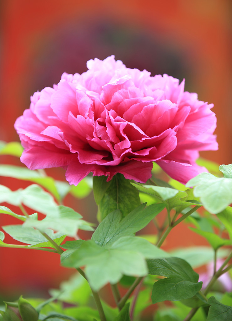 Hoa mẫu đơn Trung Quốc