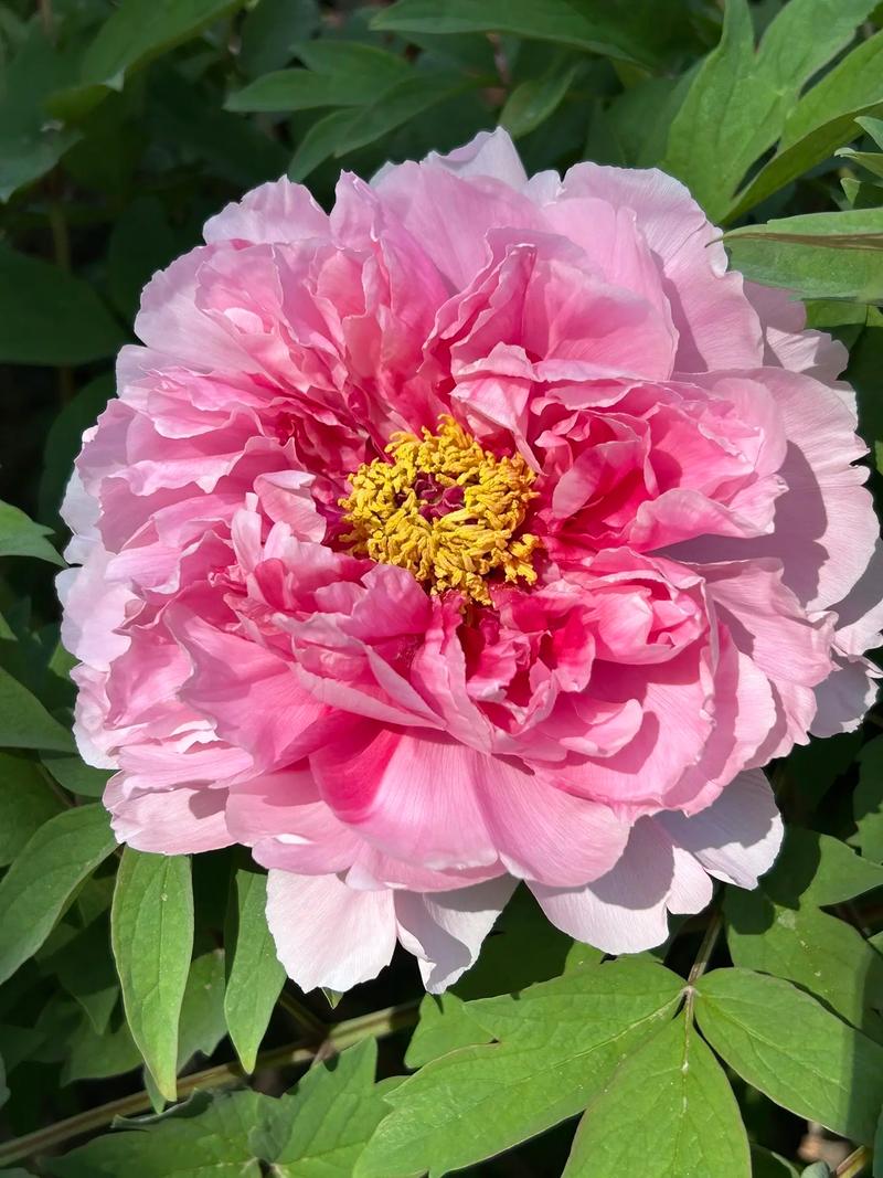 Điều kiện sống lý tưởng của hoa mẫu đơn tại Trung Quốc 