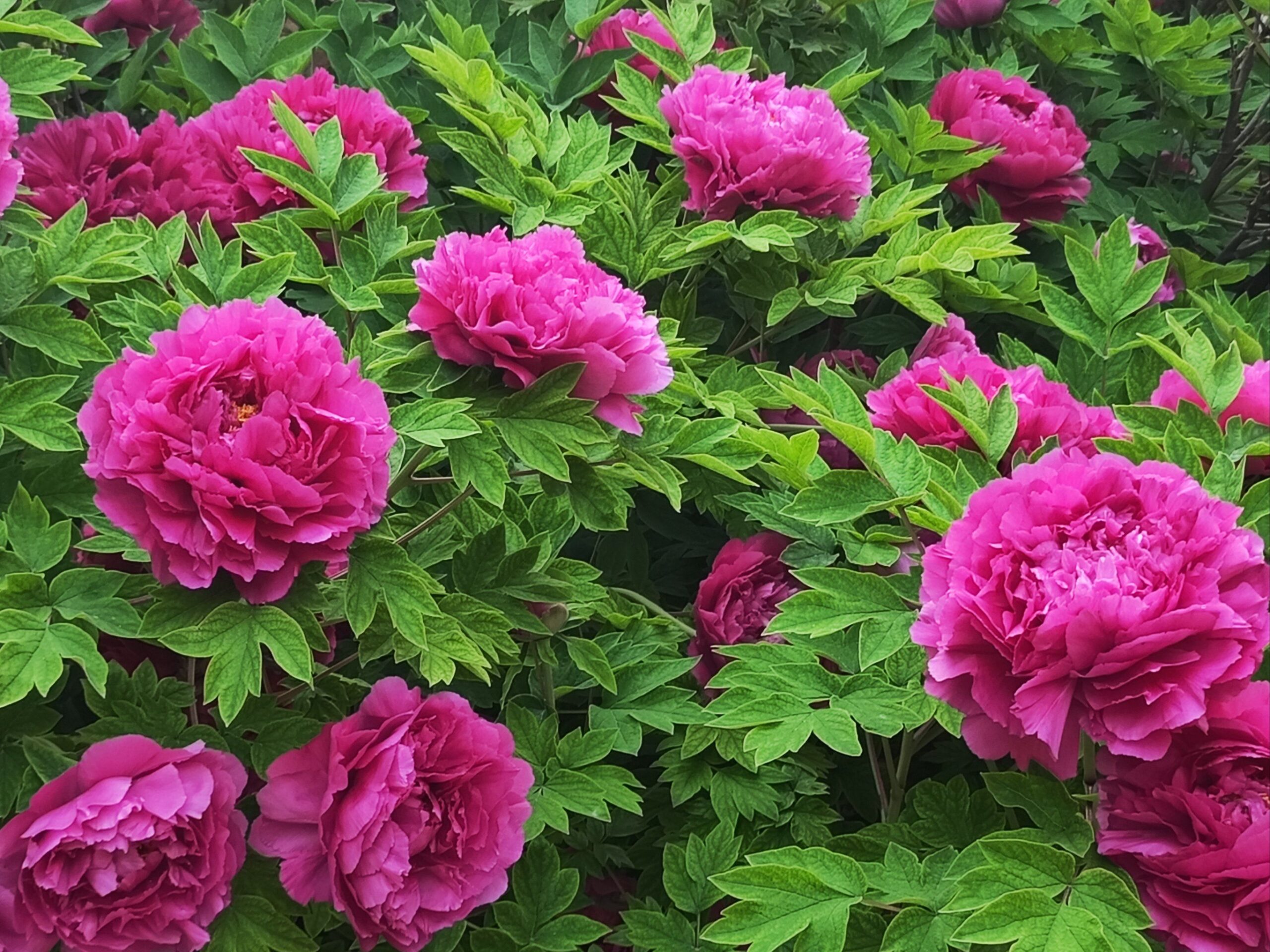 Từng loại hoa mẫu đơn có ý nghĩa gì