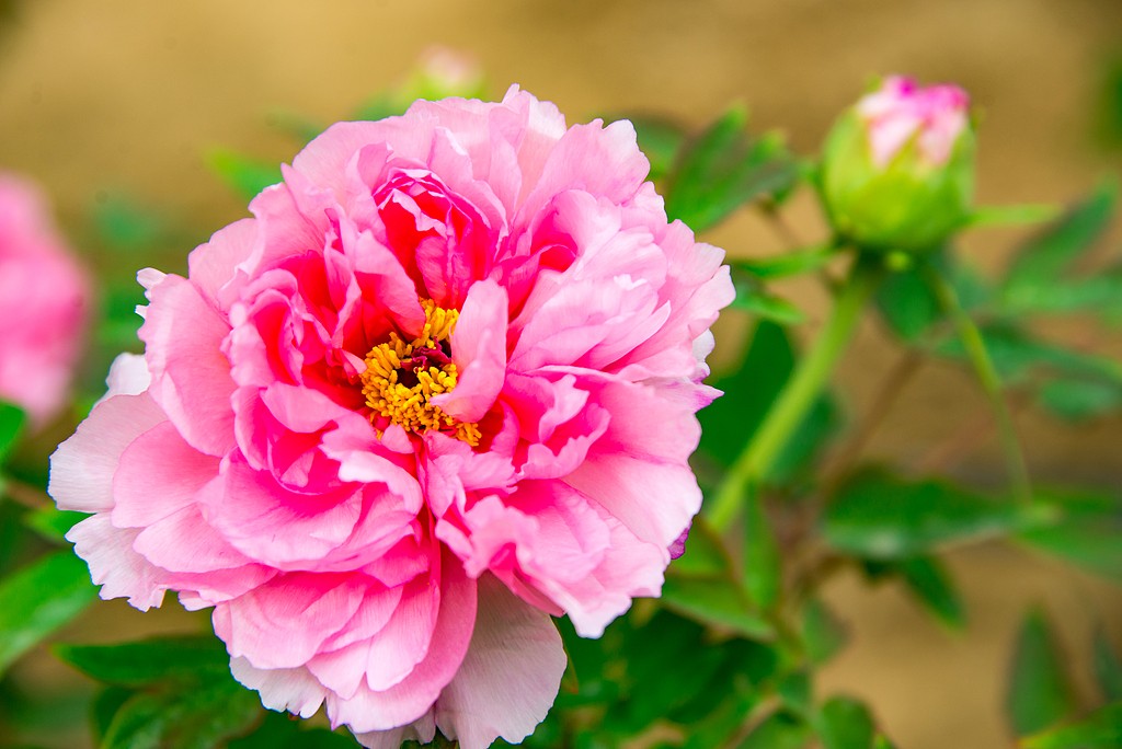 Vì sao hoa mẫu đơn có tác dụng làm đẹp 