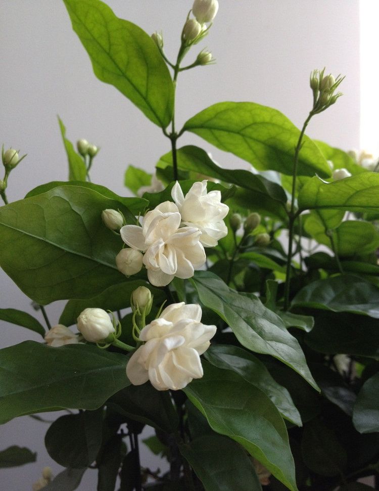 Trồng hoa nhài trong nhà được không
