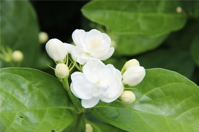 Tên gọi hoa nhài bắt nguồn từ tiếng Pháp