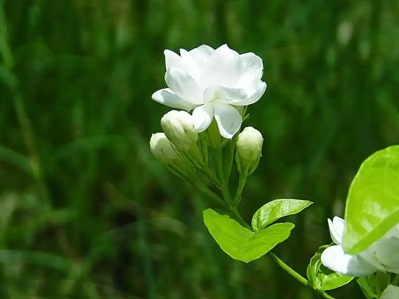 Vì sao người bị tiểu đường nên uống trà hoa nhài