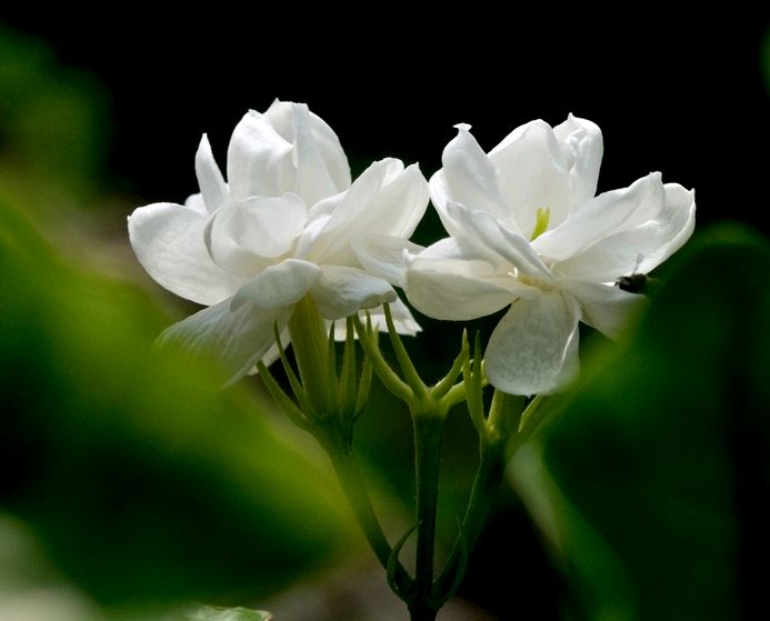 Giới thiệu về trà hoa nhài