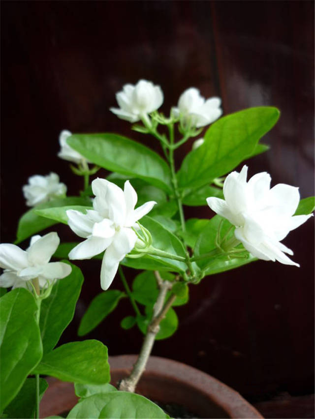 Dùng trà hoa nhài bao lâu thì có hiệu quả