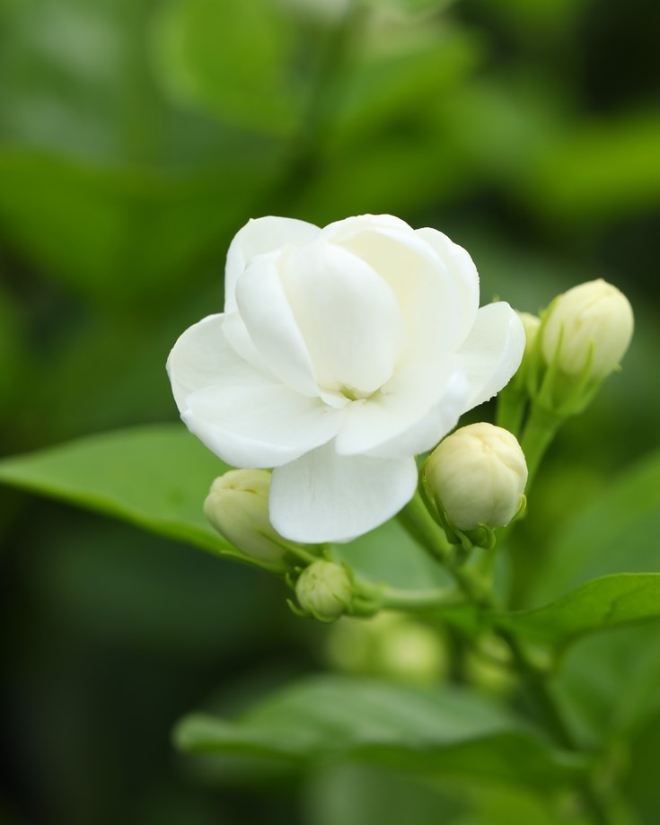 Tên hoa nhài bắt nguồn từ nét duyên giản dị