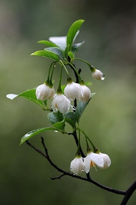 Trải nghiệm trà hoa nhài