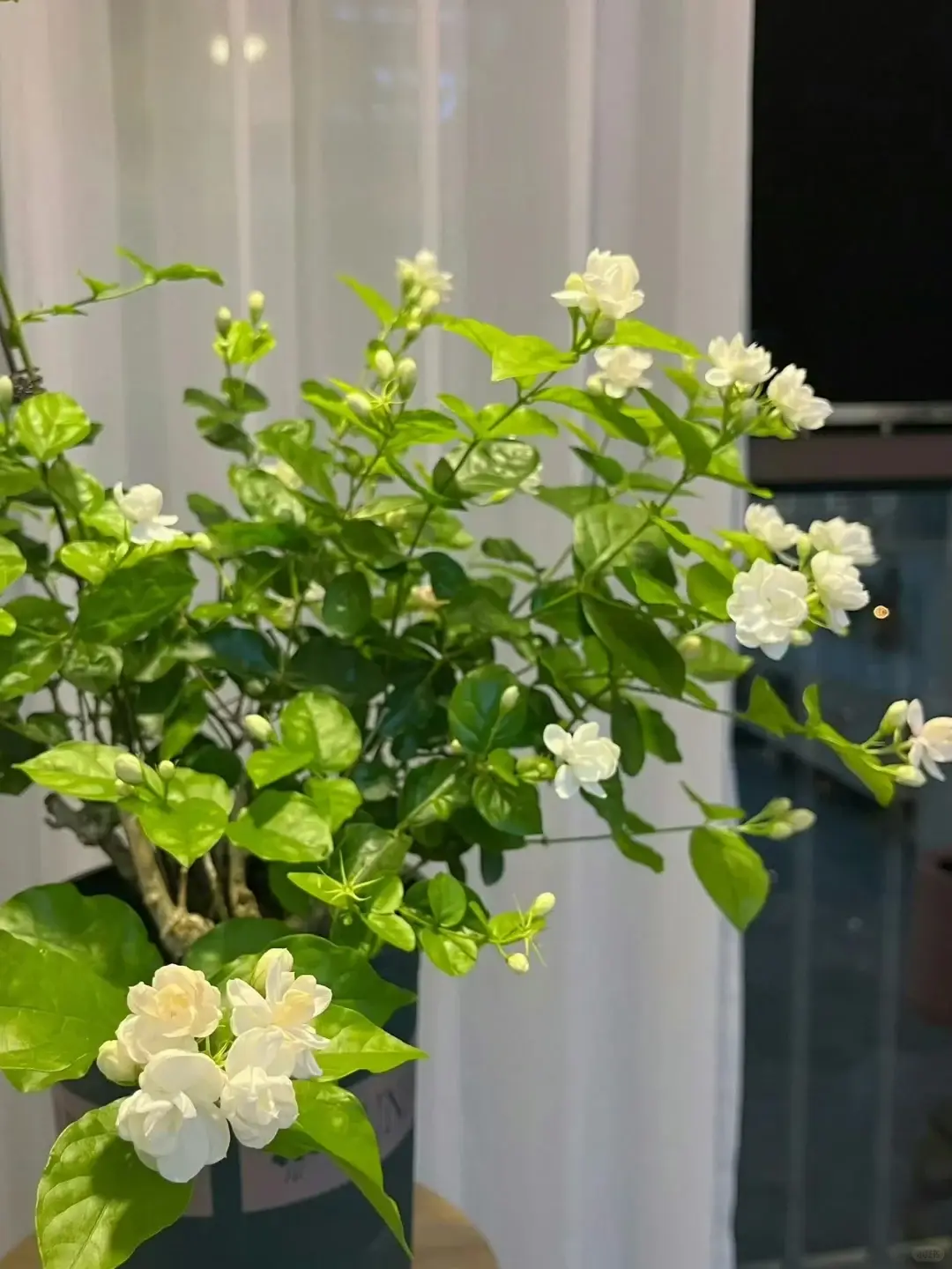 Trồng cây hoa nhài trong nhà có tốt không