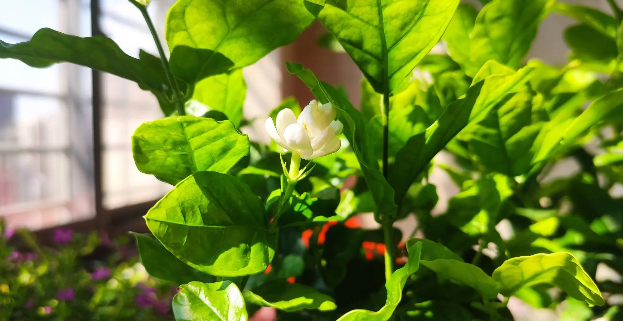 Trà hoa nhài giúp ngủ ngon