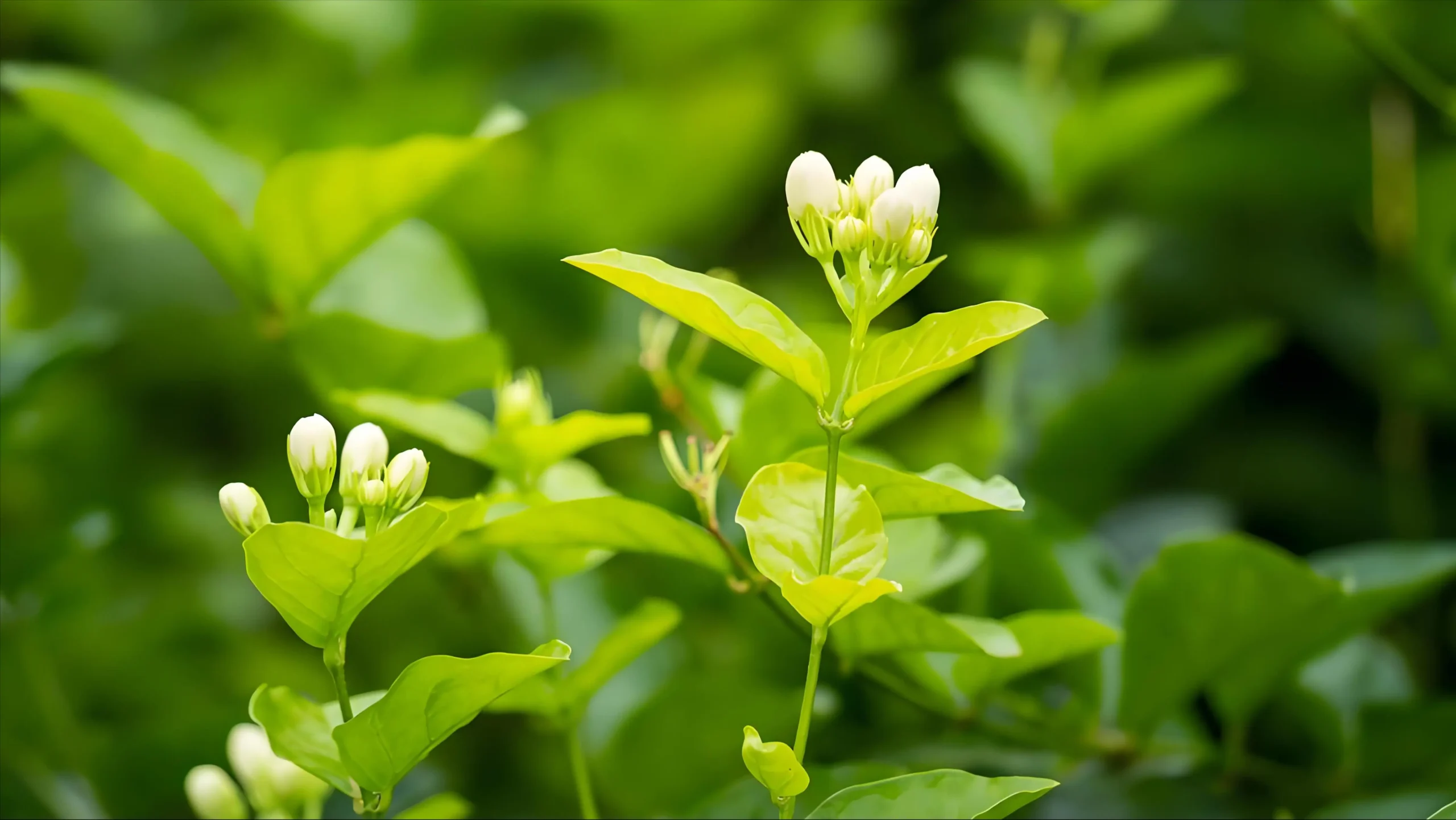 Các lưu ý khi sử dụng trà hoa nhài