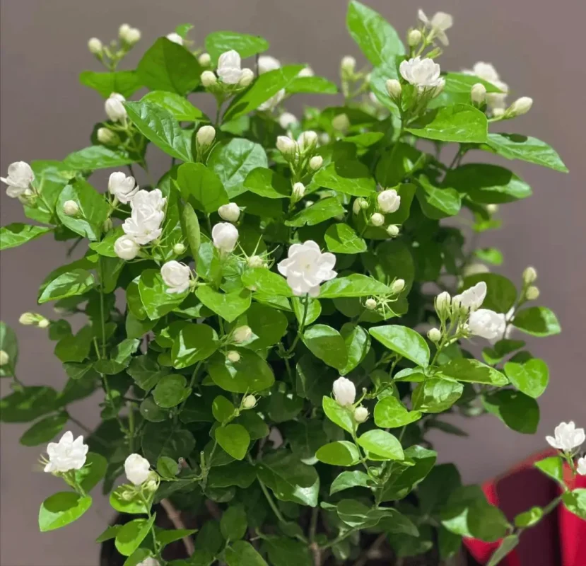 Tên gọi hoa nhài bắt nguồn từ đâu