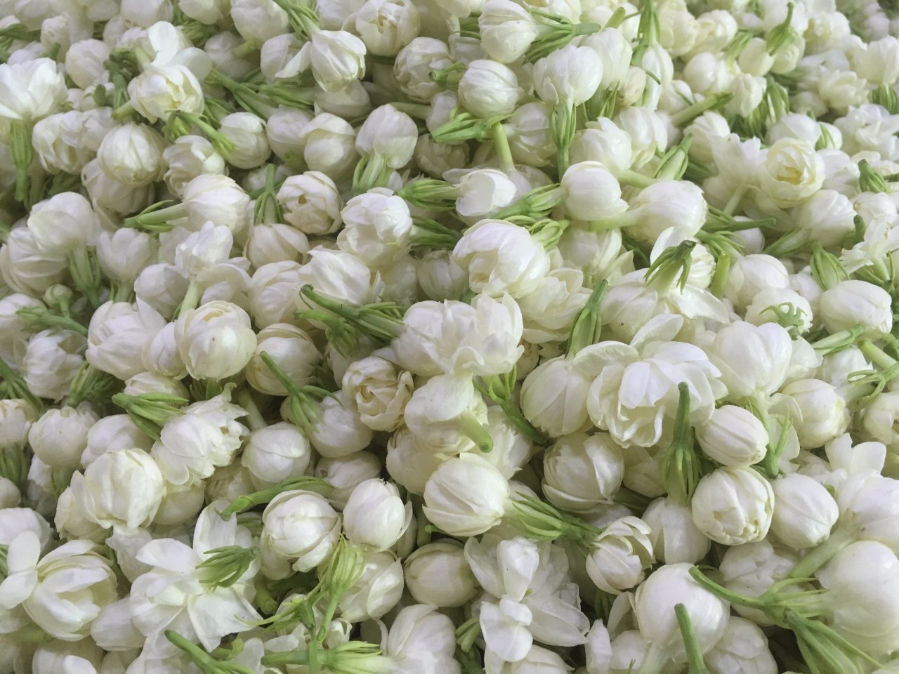 Nguyên liệu pha trà hoa nhài thơm ngon