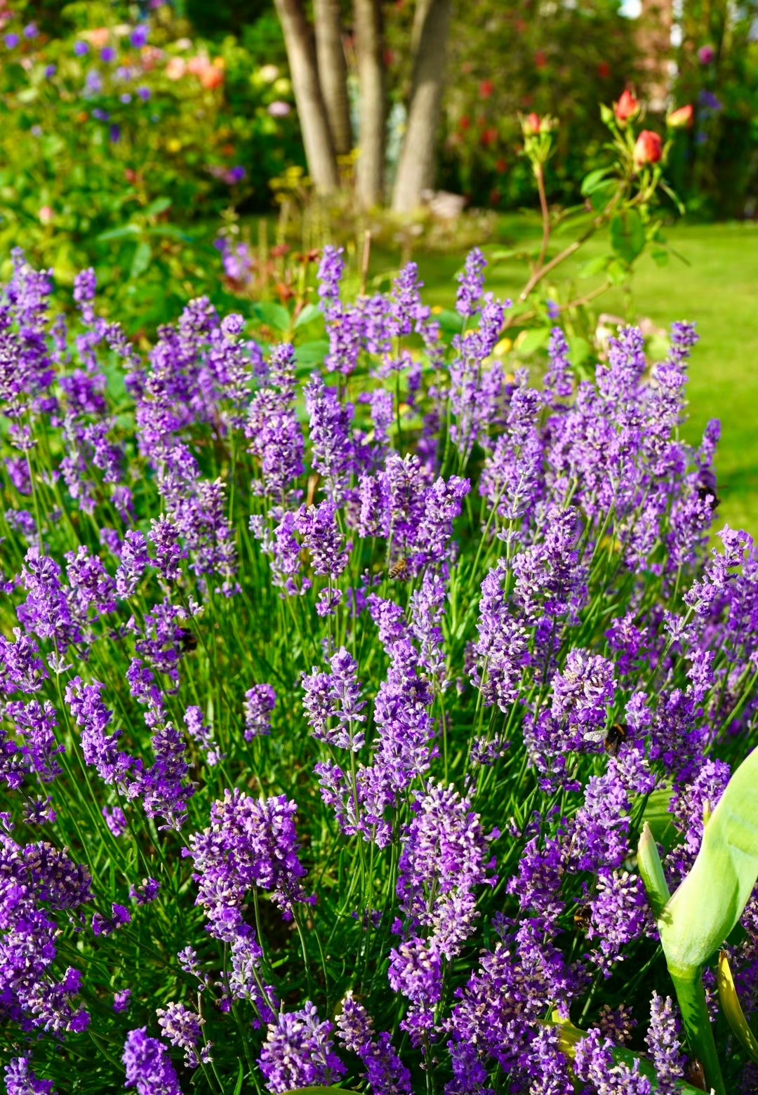 Ai nên nên cẩn trọng khi sử dụng hoa oải hương