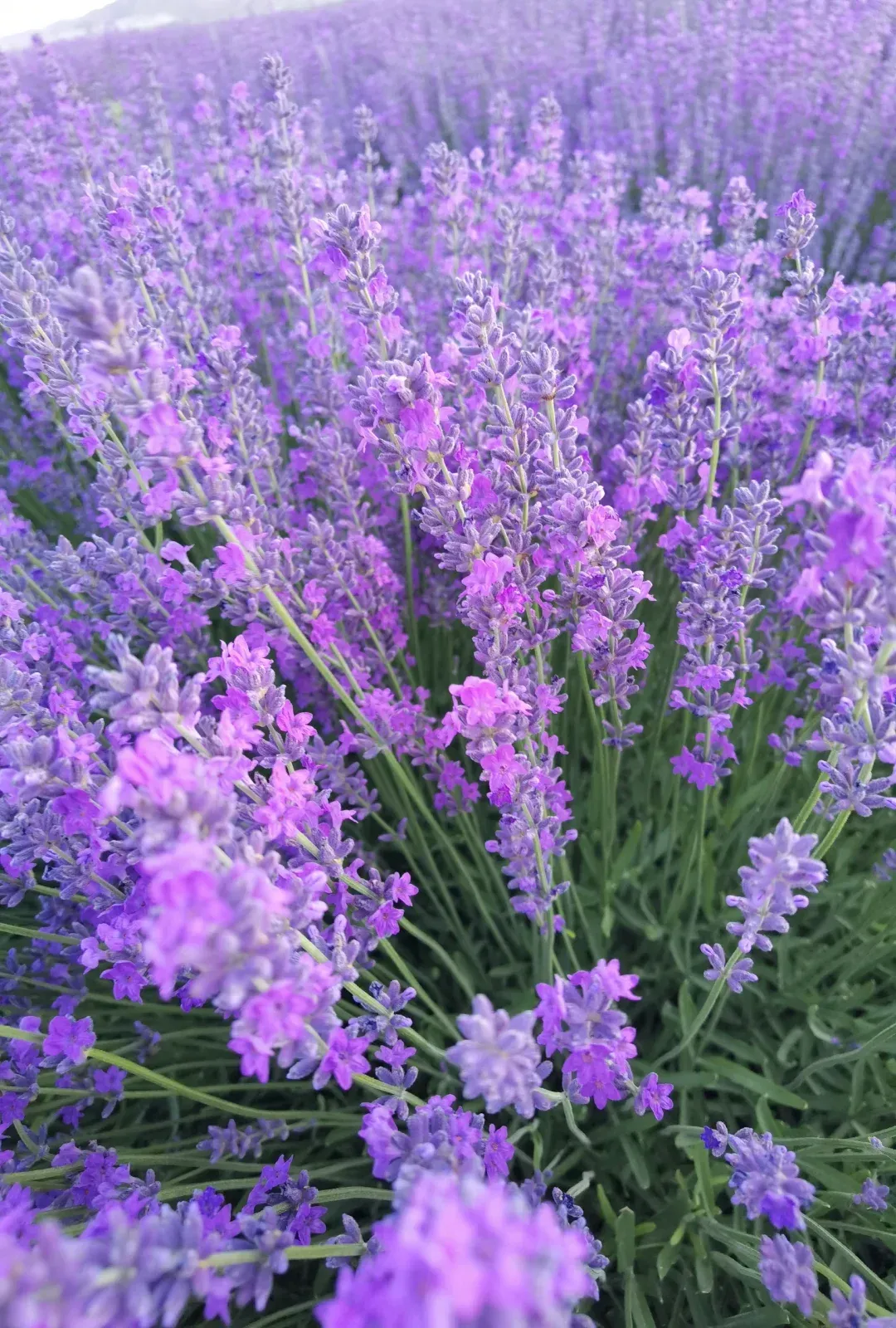 Mùa hoa oải hương ở Đà Lạt